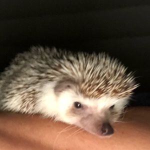 Meet your Posher, Morgan